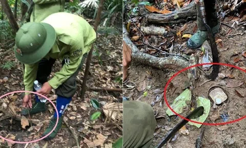 Tp.Đà Nẵng: Thu giữ, phá hủy hàng trăm bẫy thú trên bán đảo Sơn Trà