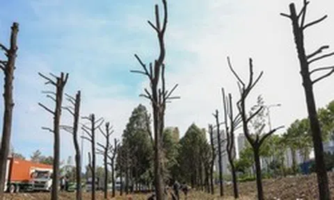 Cận cảnh di dời hơn 1.300 cây xanh trên đại lộ ở TP.HCM để xây dựng nút giao 3 tầng