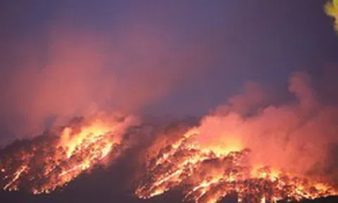 Lửa cháy rực trên đồi thông Đà Lạt