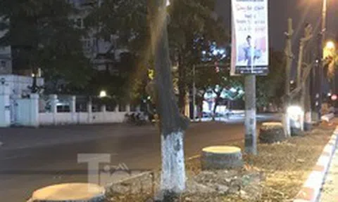 Loạt cau vua cổ thụ giữa Thủ đô bị đốn hạ trong đêm