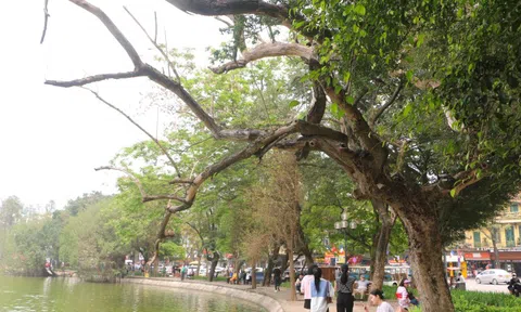 Chặt hạ 3 "cây vàng" chết khô bên hồ Hoàn Kiếm