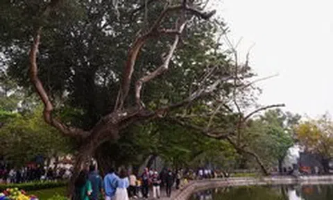 Hà Nội: Cận cảnh 3 cây sưa chết khô sắp bị chặt bỏ ở hồ Hoàn Kiếm