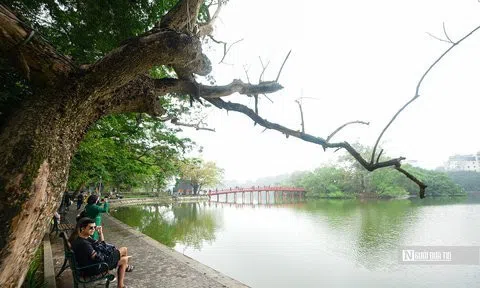 Cận cảnh 3 cây sưa chết khô bên hồ Gươm