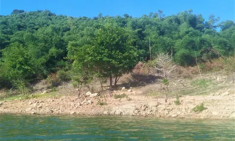 Chủ tịch tỉnh Bình Định nói về vụ nguyên bí thư huyện thâu tóm 138,4 ha đất rừng