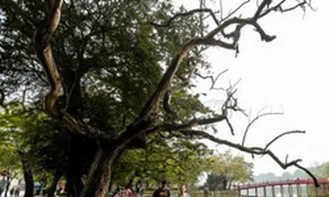 Hà Nội: Cận cảnh 3 cây sưa chết khô, nứt gốc bên hồ Gươm dự kiến sẽ chặt hạ