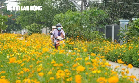 Tuyến đường hoa sao nhái tuyệt đẹp tại huyện Củ Chi, TP HCM