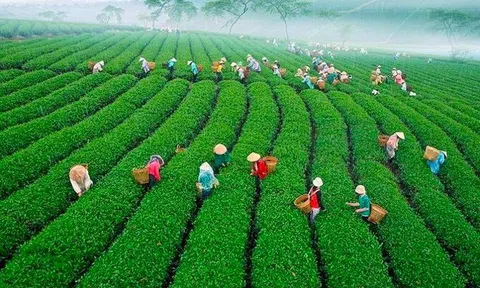 Không giấy phép môi trường, Công ty CP Chè Lâm Đồng bị phạt 320 triệu đồng