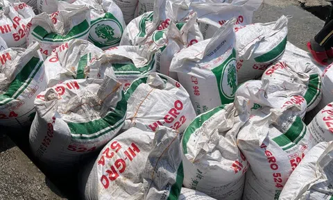 Bất an vì khai thác ốc gạo rầm rộ