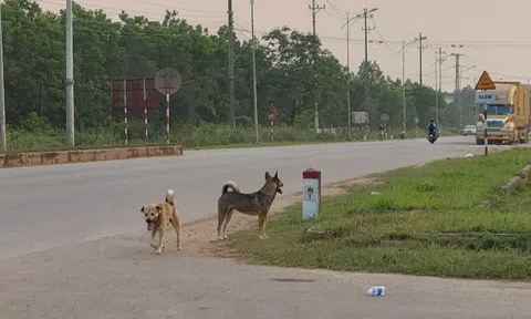 Nữ cán bộ thú y bị chó dại tấn công