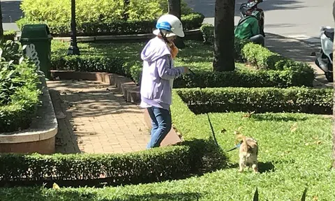 Ngăn ngừa bệnh dại, yêu cầu thống kê chính xác số hộ nuôi và số chó, mèo