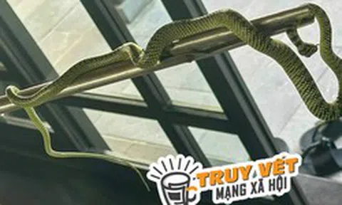 Resort ở Quảng Nam nói gì về vụ rắn bò trong phòng thuê 60 triệu đồng/đêm?