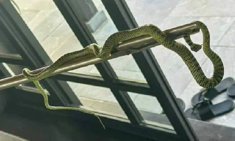 Sở VHTT&DL Quảng Nam lên tiếng vụ rắn bò vào phòng thuê 60 triệu/đêm