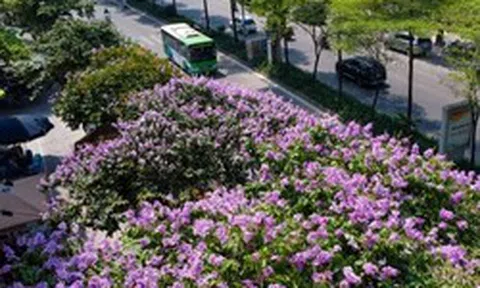 Lãng mạn sắc tím bằng lăng trên phố phường Hà Nội