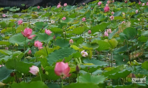 Hoa sen rực nở, thơm ngát trên quê hương Bác Hồ