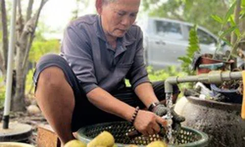 Nhiều người ở Bình Dương trúng đậm nhờ măng cụt gây sốt mạng xã hội