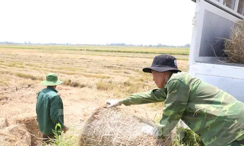 Đội nắng 40 độ C, kiếm tiền từ nghề cuộn rơm ở Nghệ An