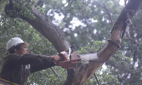 Cận cảnh chặt hạ 3 cây sưa quý hiếm chết ven hồ Gươm