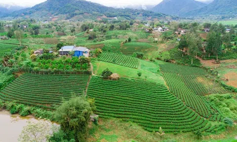 Đem “văn hoá trà” trở thành biểu tượng du lịch Thái Nguyên