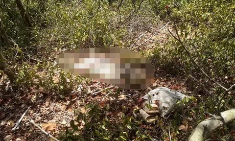 Phát hiện thi thể người đàn ông đang phân huỷ trong rừng