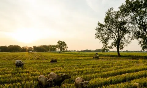Mùa gặt bình dị ở ngoại thành Hà Nội