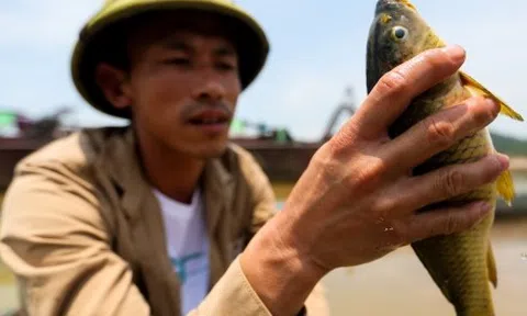 Sông Đà cạn trơ đáy: Người dân bất lực nhìn cá, hoa màu chết khô