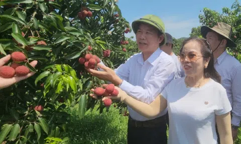 Lô vải không hạt đầu tiên "cưỡi" máy bay sang Nhật Bản, Anh