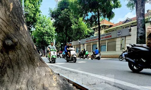 Hà Nội: Nhiều cây xanh chết khô, mục ruỗng gốc chờ đổ mùa mưa bão