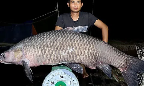 "Cần thủ" câu được cá trắm đen “khủng” hơn 40 kg