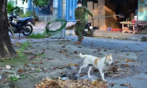 Hà Nội yêu cầu thành lập và duy trì hiệu quả các đội bắt chó thả rông
