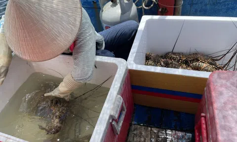 Côn đồ lộng hành ở vịnh Vân Phong: Sẽ quản chặt ca-nô mua tôm