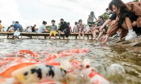 Người dân kéo đến trải nghiệm tại hồ cá Koi lớn nhất Hà Nội