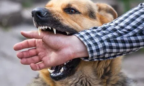 Tiêu hủy con chó mắc bệnh dại cắn 6 người ở Hà Nội