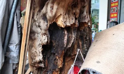 Cây xanh chết hàng loạt trên phố Hà Nội nguy cơ mất an toàn cho người dân