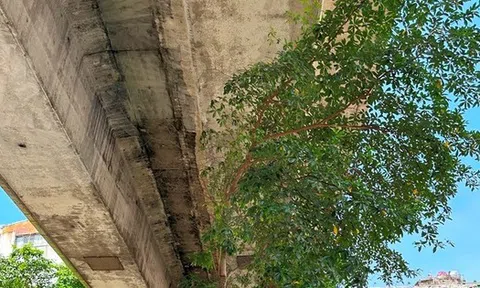 Cám cảnh cây xanh Hà Nội còi cọc 'đụng' gầm đường trên cao