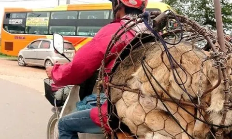 Hà Nội nói không với thịt chó, mèo: Cần truyền thông trong thời gian dài