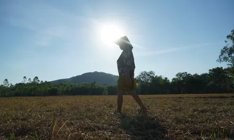 Nắng nóng khốc liệt, hàng trăm ha cây cối chết khô tại Hà Tĩnh