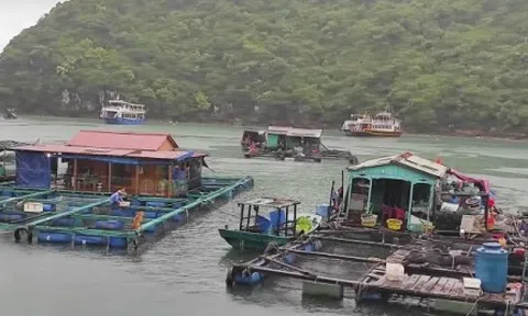 Tạm dừng các hoạt động tham quan trên Vịnh Cát Bà từ trưa 17/7