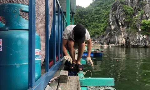 Ứng phó bão số 1: Hải Phòng cấm biển, Cô Tô đưa hơn 10.000 du khách vào bờ