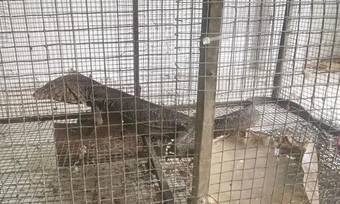 Bán kỳ đà, 2 vợ chồng bị phạt đến hơn nửa tỉ đồng