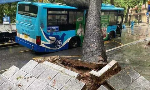 Cổ thụ đường kính hơn 1 m bất ngờ bật gốc đè trúng xe buýt đang chạy