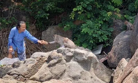 Đặt bẫy, trộn thuốc mê để đưa đàn khỉ quý hiếm về rừng