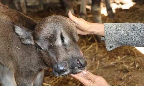 Ngỡ ngàng trâu con 2 đầu, 3 mắt, 2 miệng