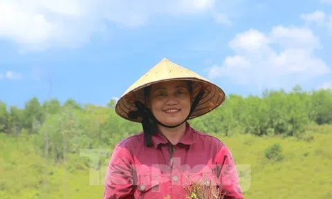 Nông dân Hà Tĩnh kiếm bộn tiền từ cây mọc hoang trên rừng