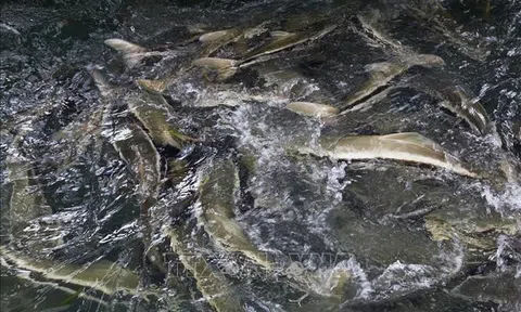 Ứng dụng công nghệ internet vạn vật trong nuôi trồng thủy sản