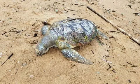 Phát hiện xác rùa biển dài hơn 1m dạt vào bãi biển Vũng Tàu