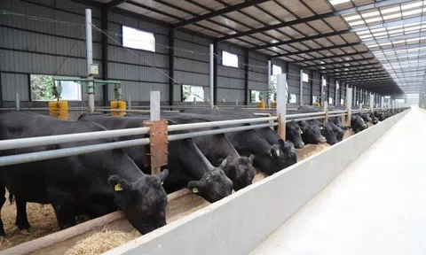 Giải mã giống bò từ Trung Quốc giá thịt một con lên tới 420 triệu đồng