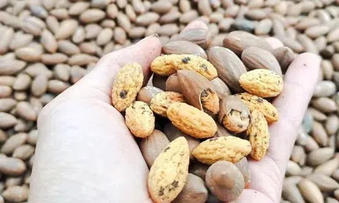 Loại quả cực quý nửa thế kỷ mới có một vụ, nước cạnh Việt Nam lại có công nghệ độc quyền khiến chỉ 3 năm là ra trái, xuất khẩu thu hàng trăm tỷ USD