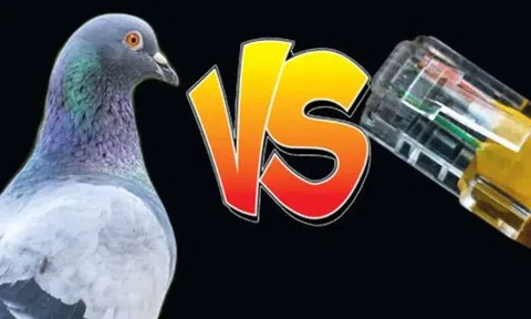 Internet ở nông thôn Mỹ còn chậm hơn cả đưa thư bằng chim bồ câu