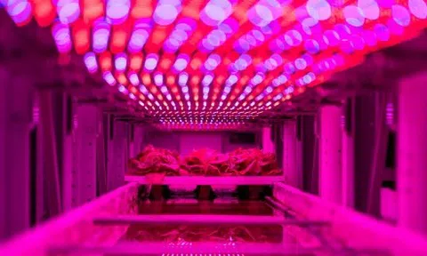 Trung Quốc xây trang trại tự động quản lý bằng AI cao nhất thế giới