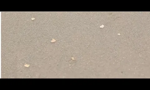 Phát hiện lượng lớn 'vảy vàng’ dạt vào bờ biển, cảnh sát lập tức phong tỏa, kho báu 150 năm tuổi lộ diện nhờ công nghệ có 1-0-2